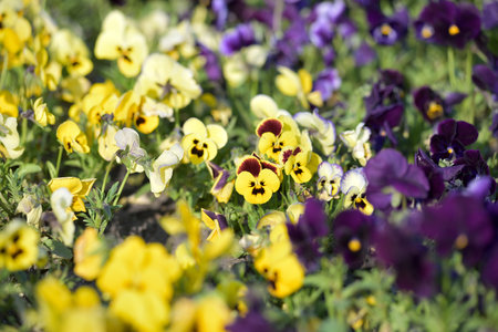 garden pansy flower in parkの写真素材