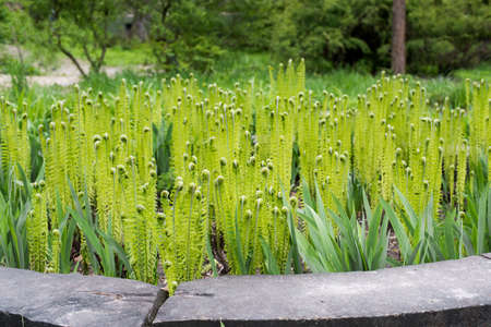 young fern bush in sunlight gardenの写真素材