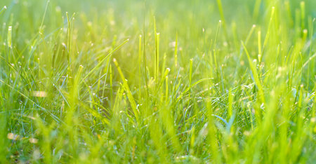 Green grass under rays of sun. Closeup shallow DOFの写真素材
