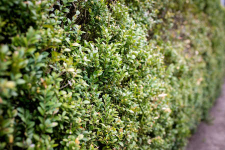 green fence from evergreen plants in sunlinght