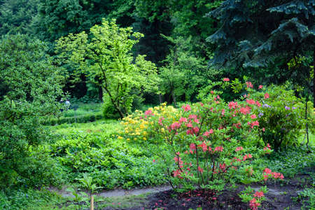 pink rhododendron bush flower in summer gardenの写真素材