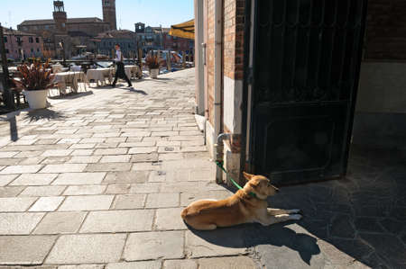 VENICE, ITALY - MARCH 6: Dog sits near street cafe doors in Murano, Venice, Italy on March 6, 2015. Murano island is very popular touristic landmark in Europeのeditorial素材