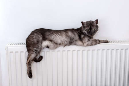 cat relaxing on a warm white radiatorの写真素材