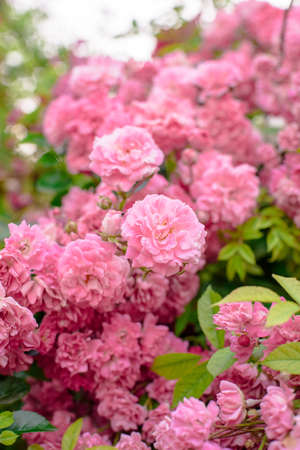 rose bush flowers in garden during blossoming period