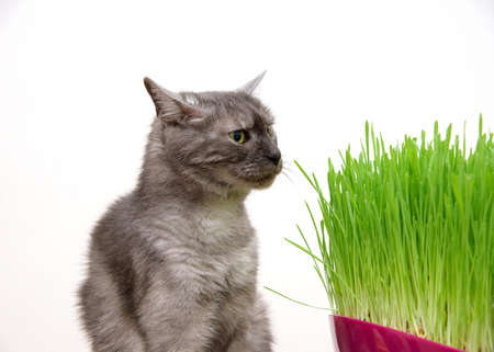 domestic gray tabby cat eats grass in room