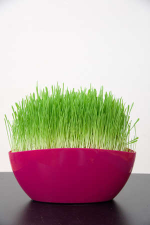 pink pot with green grass in room on white backgroundの写真素材