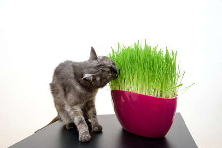 domestic gray tabby cat eats grass in roomの写真素材