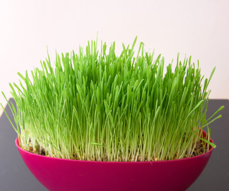 pink pot with green grass in room on white background