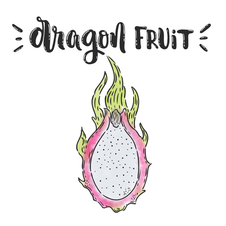 A Vector hand drawn illustration. Dragon lettering, fruit. The idea for poster, posctcard.のイラスト素材