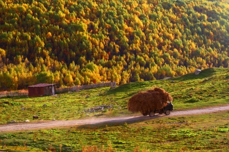 The lorry with hayの写真素材