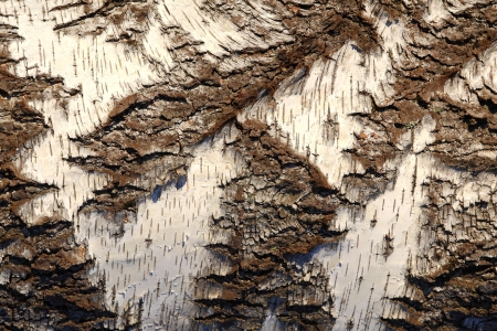 Texture of a birch