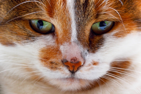 Portrait of a catの写真素材