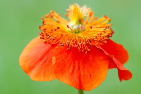 Red flower の写真素材