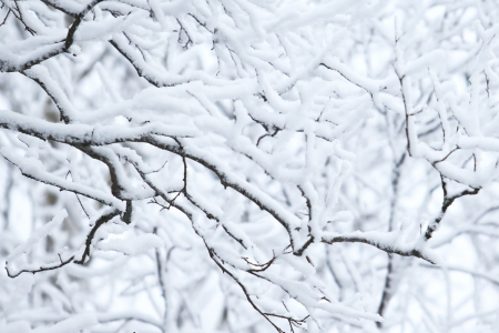 Snow on a branchの写真素材