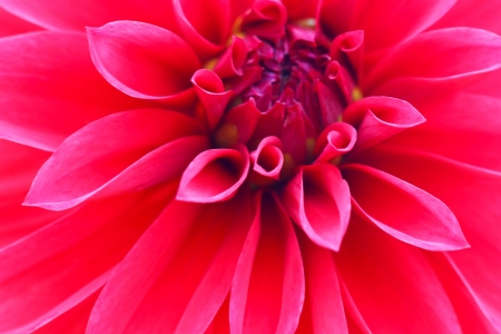 Red dahlia close upの写真素材