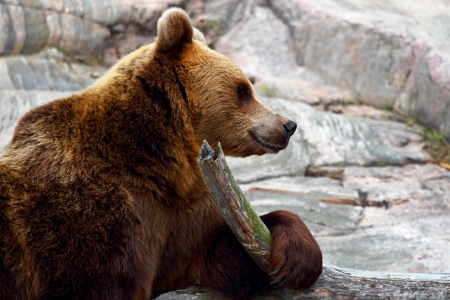 Brown bearの写真素材