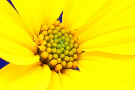 Yellow flower close upの写真素材