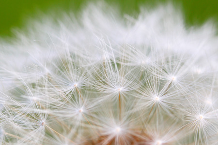 Fluffy dandelionの写真素材
