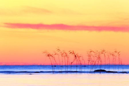 Tropical sunset, abstract landscape with canes の写真素材
