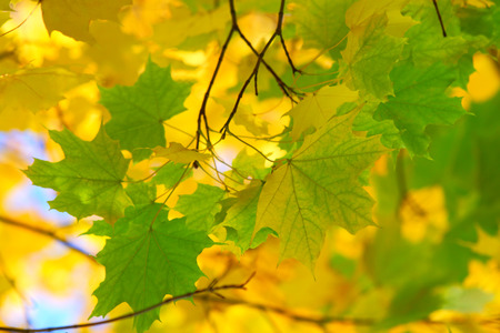 Maple leaf close up backgroundの写真素材