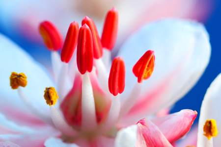 Orchid close up backgroundの写真素材