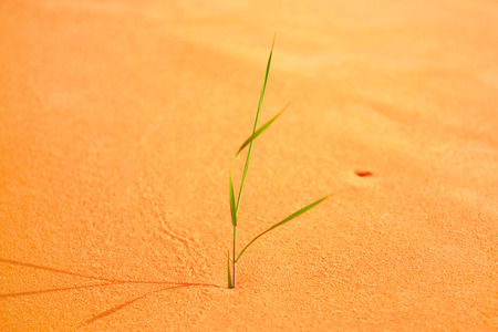 Life beginning on wasteland.Background green sproutの写真素材