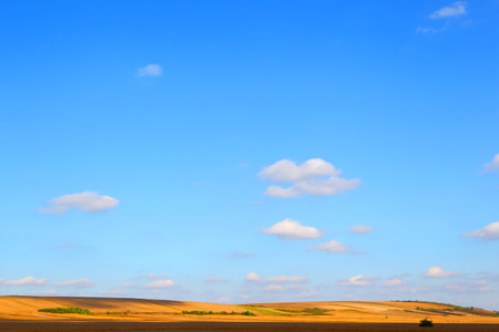 Farmer's field. Agricultural landscape.