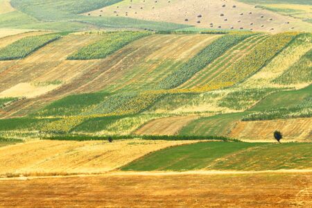 Alpine farm field. Kyrgyzstanの写真素材