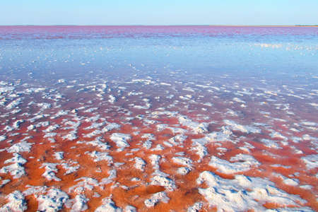 Salt water red algae of the lake in the Crimea