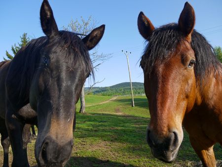 Two horses looking to the cameraの写真素材