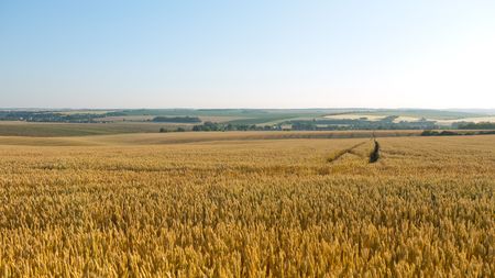 Rural country with wheat field under blue skyの写真素材