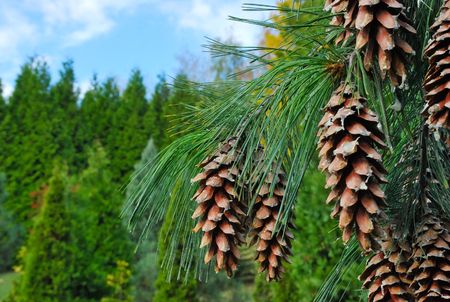 Fresh green pine twig with big coneの写真素材