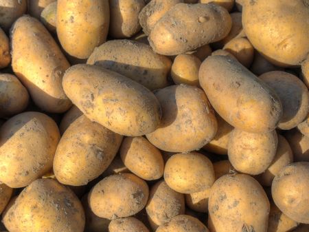 Detailed look at the freshly harvested potatoesの写真素材