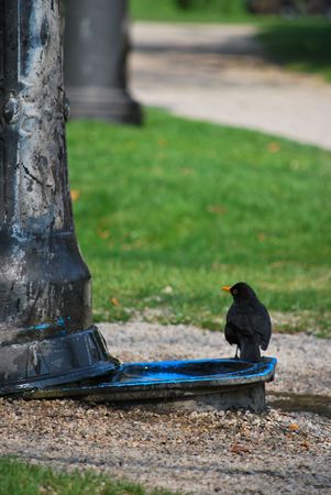 Small bird resting on the park wellの写真素材