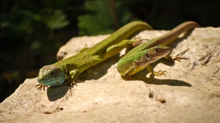 Two beautiful green lizard relaxing on the hot stoneの写真素材