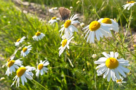 Brown butterfly pollinating flovers of Wild camomileの写真素材