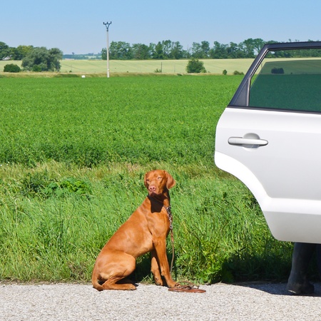 Beautiful young Hungarian Vizsla waiting for his masterの写真素材