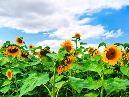 Beautiful blooming sunflowers with blue sky and cloud as a backgroundの写真素材