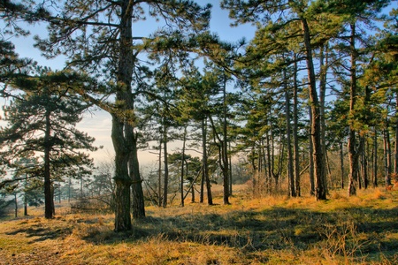 Wonderful fresh and sun-drenched young pine forest