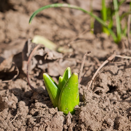 Youthful green bud growing out of the ground in the flower gardenの写真素材