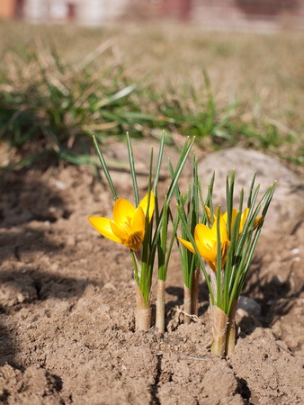 View of early spring garden with focusing on two yellow crocusesの写真素材