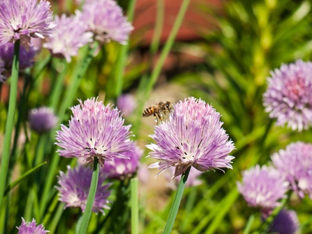 Colorful and fresh chives with pollinating bee in spring sunlightの写真素材