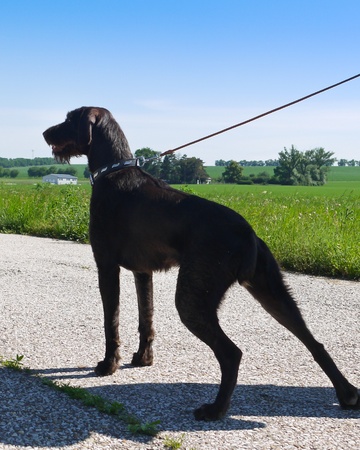 Brown colored German Pointer on hunters dog-lead ready to hunt