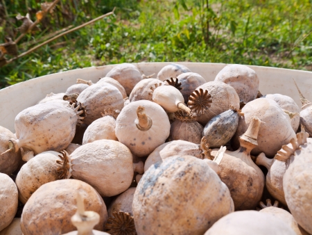 Harvested poppy heads in the bucket with natural backgroundの写真素材