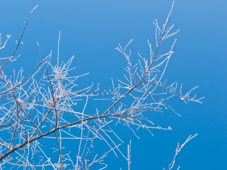 Clear blue sky background with Frozen Twigsの写真素材