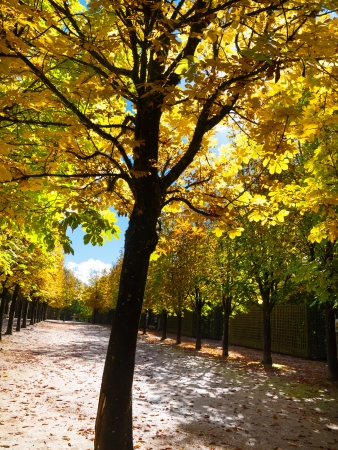Park alley with young chestnut trees at autumnの写真素材