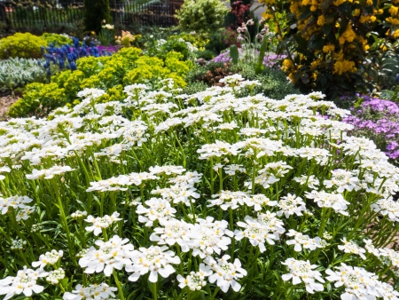 Garden scenery with white blooming flower Candytuft Iberis Sempervirensの写真素材