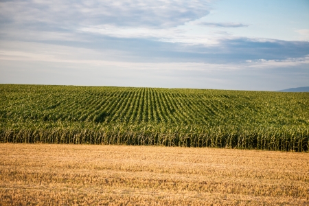 European vorn field country landscape with dramatic skyの写真素材