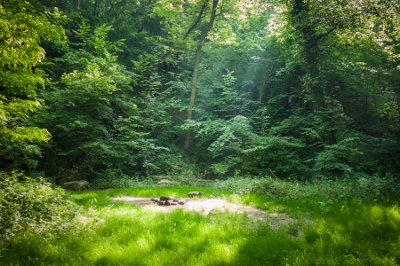 Beautiful forest clearing picnic place in the rays of the sunの写真素材