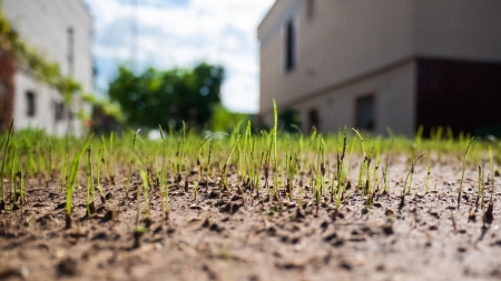 Close up view on green grass growing in the gardenの写真素材